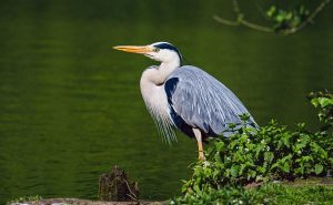 Heron