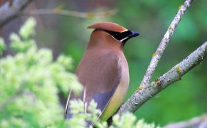 Waxwing