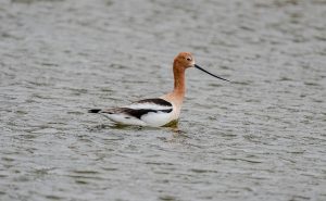 Avocet