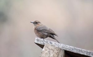 Wren