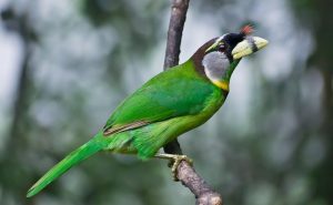 Barbet