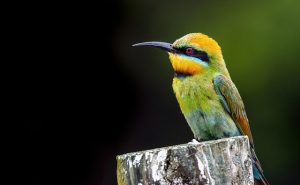 Rainbow Bee-eater