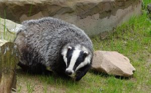 European-Badger