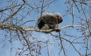 Porcupine