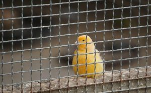 Bird in a cage