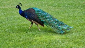 Peacock