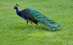 Peacock