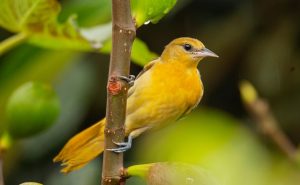 Baltimore Oriole