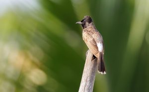 Red Vented Bulbul