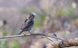 Wryneck