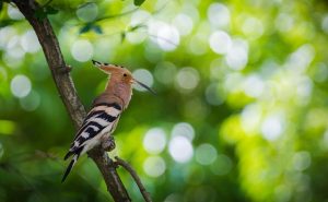 Hoopoe