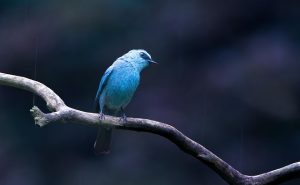 Flycatcher