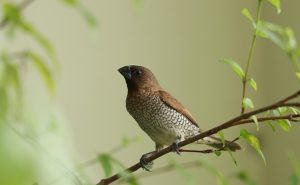 Munia