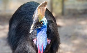 Cassowary