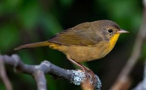 Yellowthroat