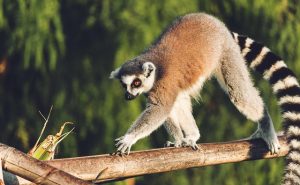 Lemur
