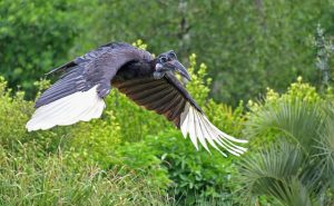 Hornbill