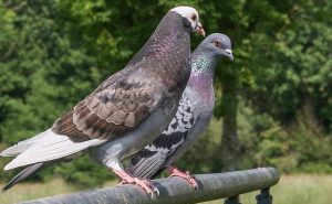 Pigeon