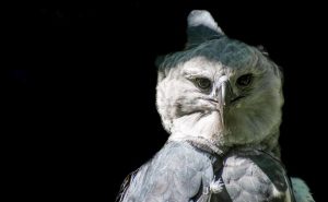 Harpy Eagle
