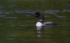 Common Loon
