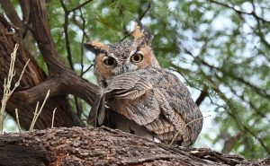 Great-Horned-Owl