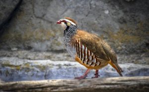 Partridge