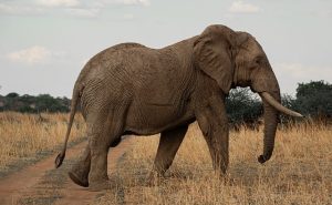 African-Elephant