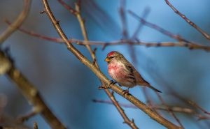 Redpoll
