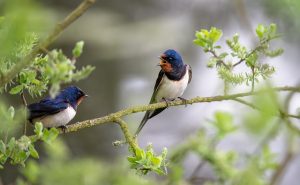 Barn Swallow