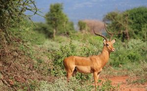 Gazelle