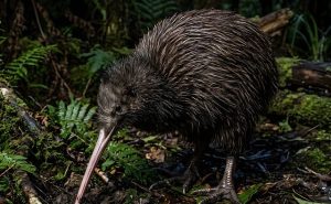 Kiwi