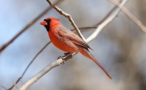 Northern Cardinal