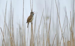Great Reed Warbler