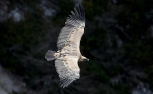 Vulture