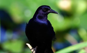 Grackle