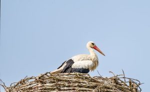 White Stork