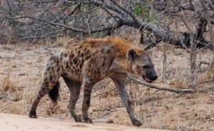 Hyena