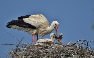 Stork