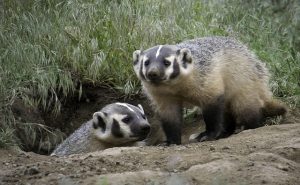 Badger