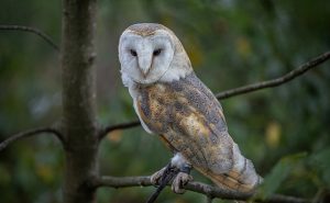 Barn-Owl