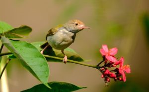 Tailorbird