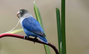 Lovebird