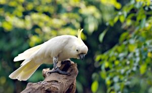 Cockatoo