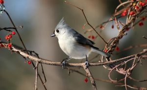 Titmouse
