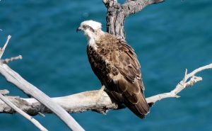 Osprey