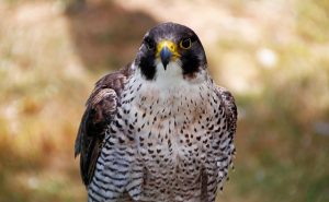 Falcon