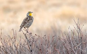 Meadowlark