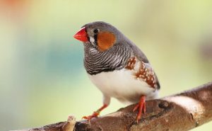 Finch