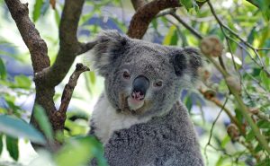 Koala
