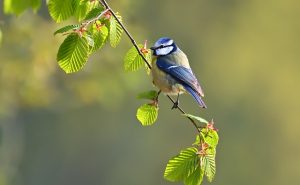 Blue Tit